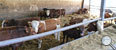 Artgerechte Tierhaltung bei Mastrindern sind unsere Grundlage
