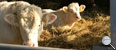 Artgerechte Tierhaltung bei Mastrindern sind unsere Grundlage