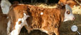 Artgerechte Tierhaltung bei Mastrindern sind unsere Grundlage