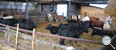 Artgerechte Tierhaltung bei Mastrindern sind unsere Grundlage