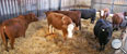 Artgerechte Tierhaltung bei Mastrindern sind unsere Grundlage